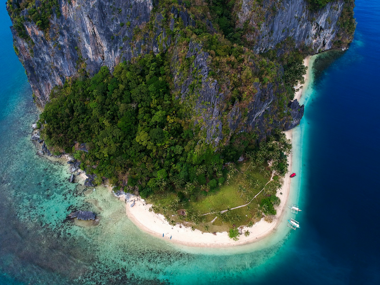 aerial view of green trees near body of water during daytime